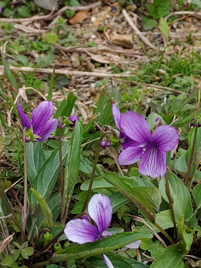 好きな色🥀