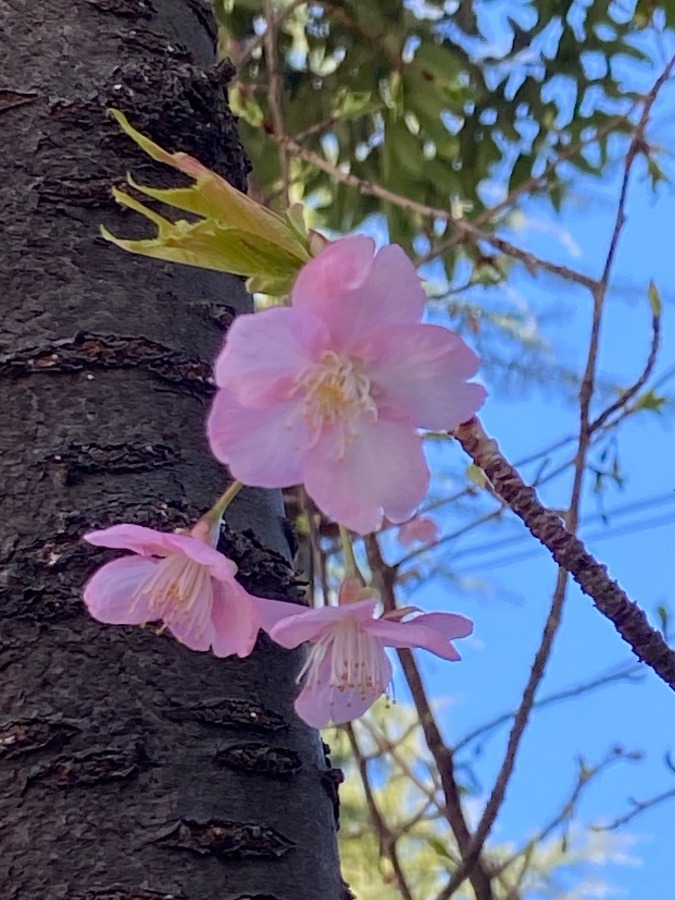 麻布十番　善福寺-つぶやき-126