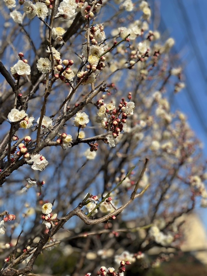 梅の花