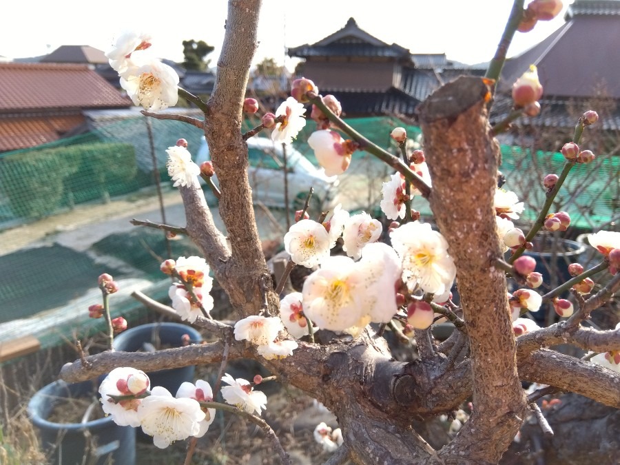 うちの梅の花　五分咲きに