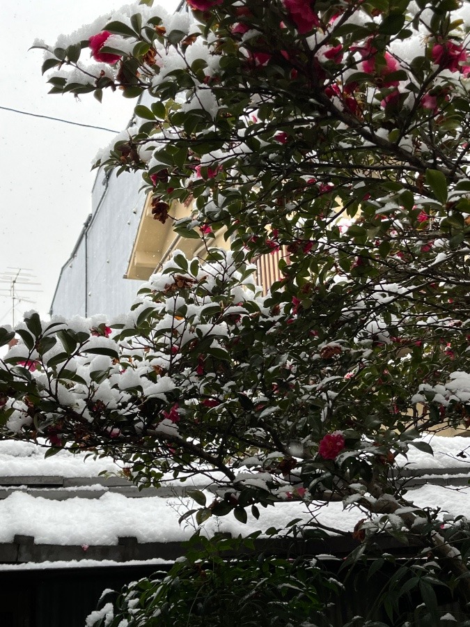 久しぶりの雪が….