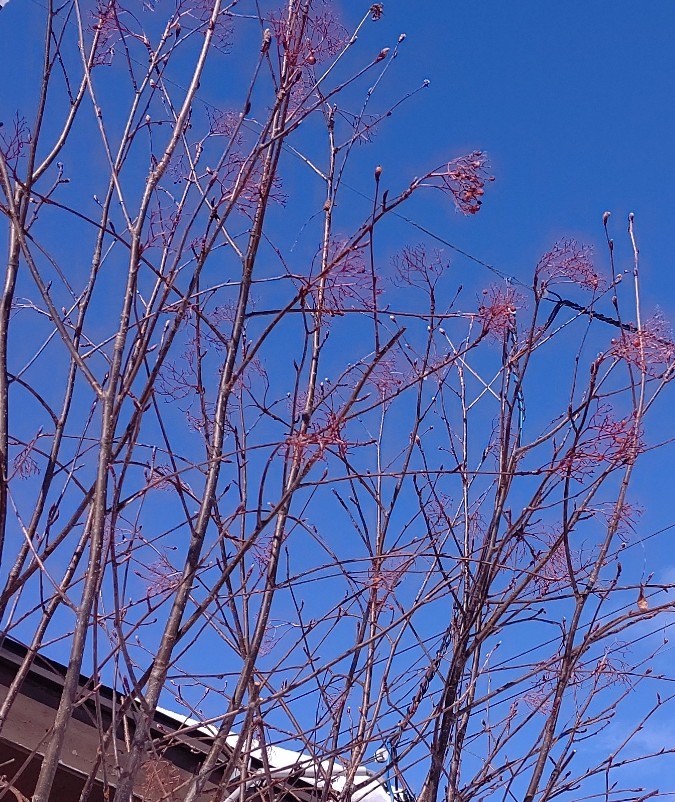 七竈の今🌿