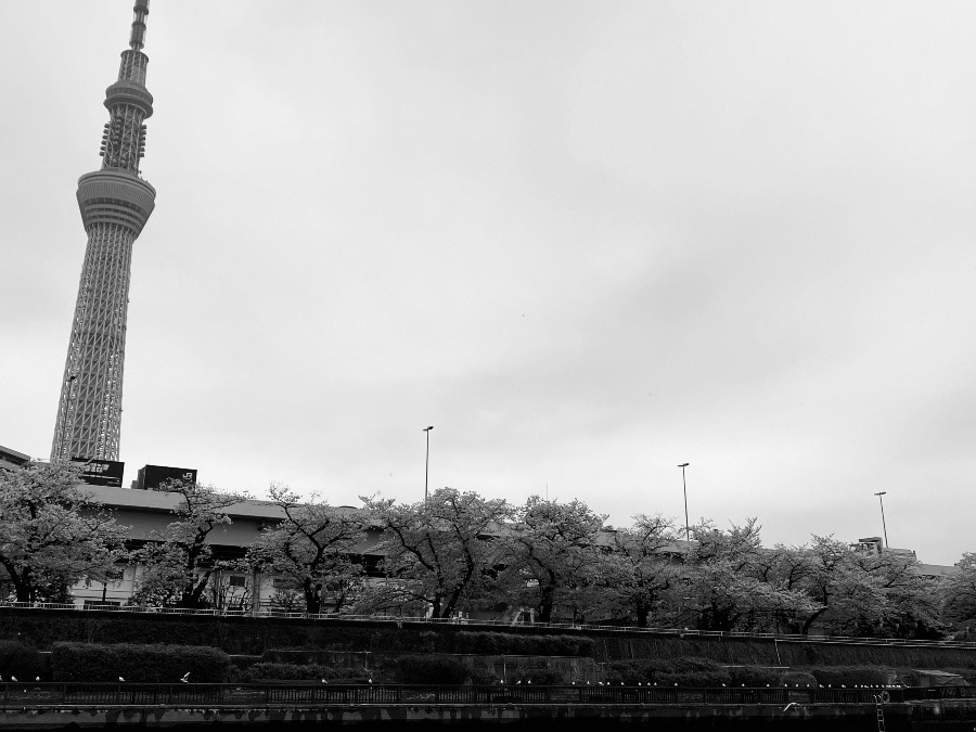 スカイツリーと桜🌸