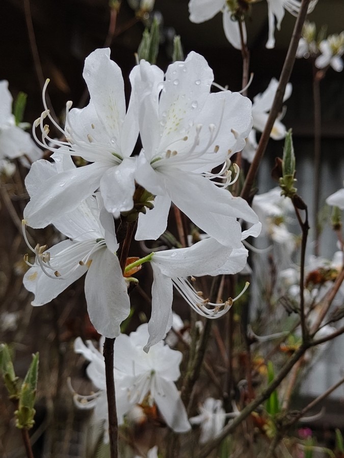 雨上がりの花🌸白も有るんですね？
