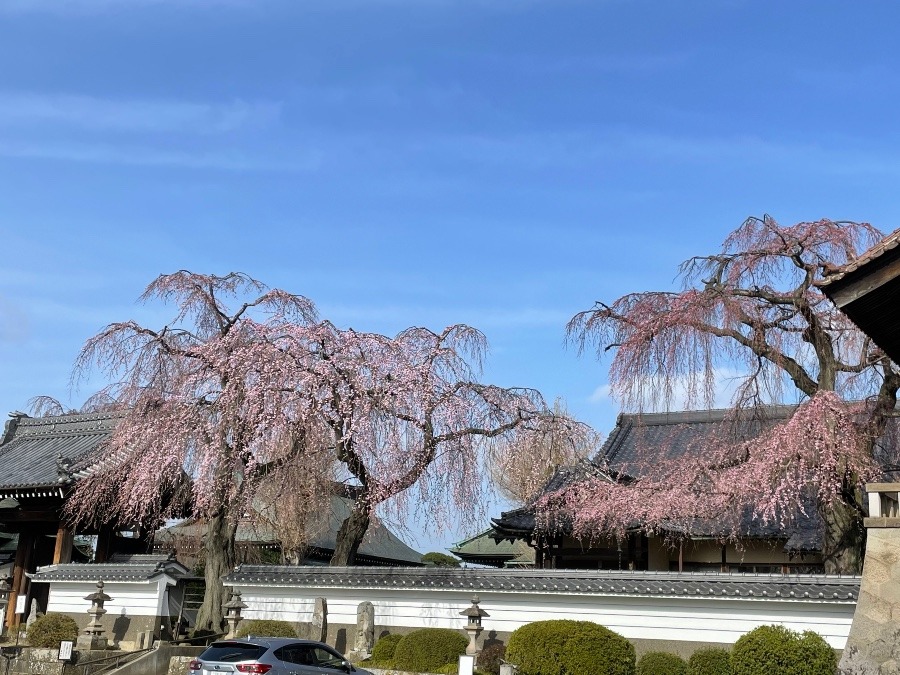 いい感じ(*ﾟ∀ﾟ*)🌸