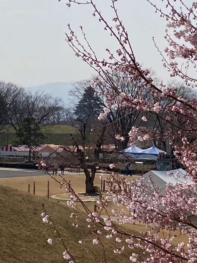 花見屋台の準備🌸