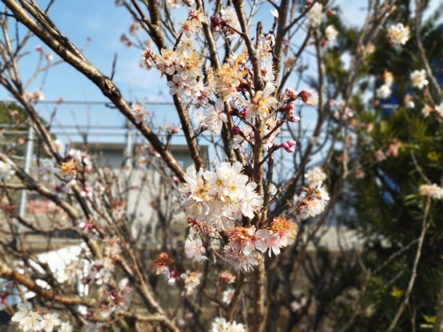 桜🌸お日様ビームを浴びて😄②