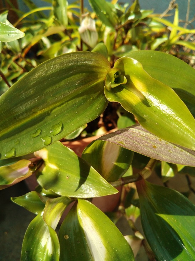 植物！