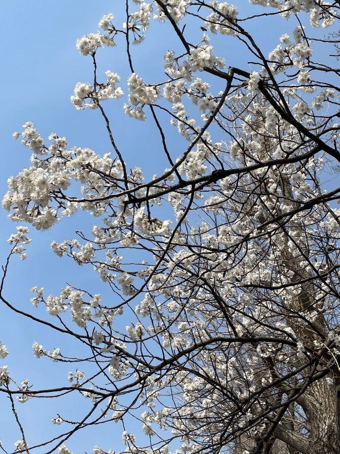 春を通り越した？