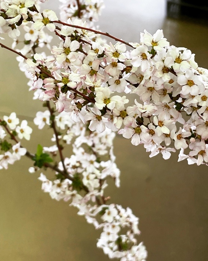 何ていうお花だろう？