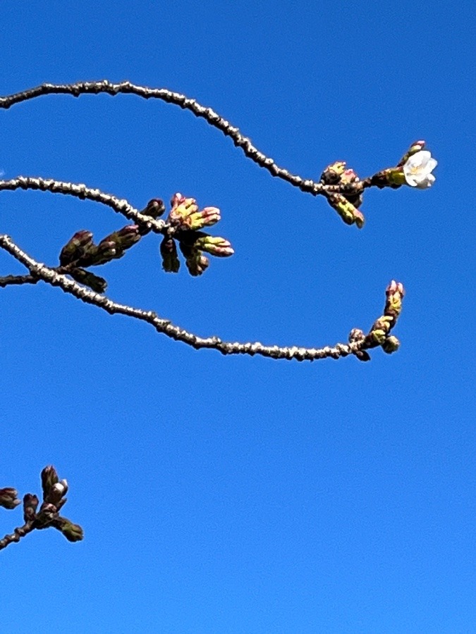 桜はもうすぐ