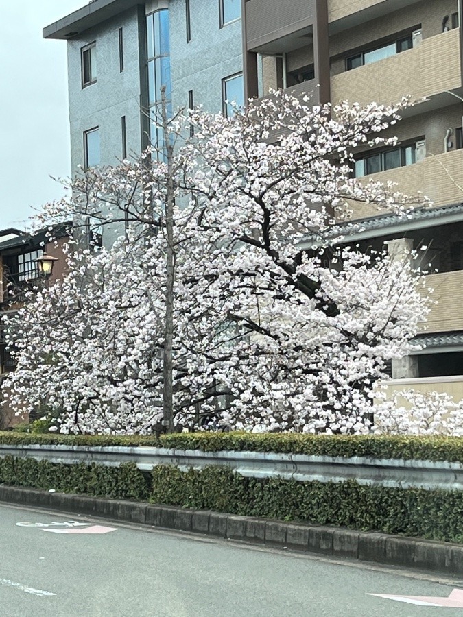 川端通りのさくら❣️