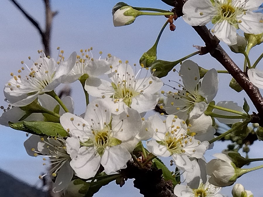 すもも（ソルダム）の花が満開です