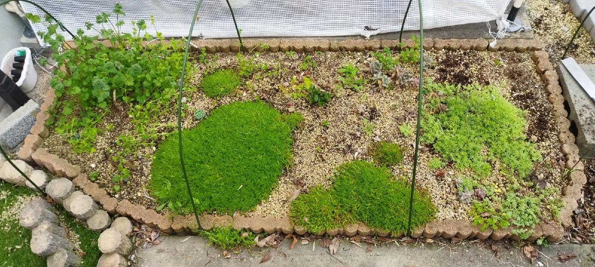 🌱多肉倶楽部🌵🤗　我が家の多肉ちゃん達