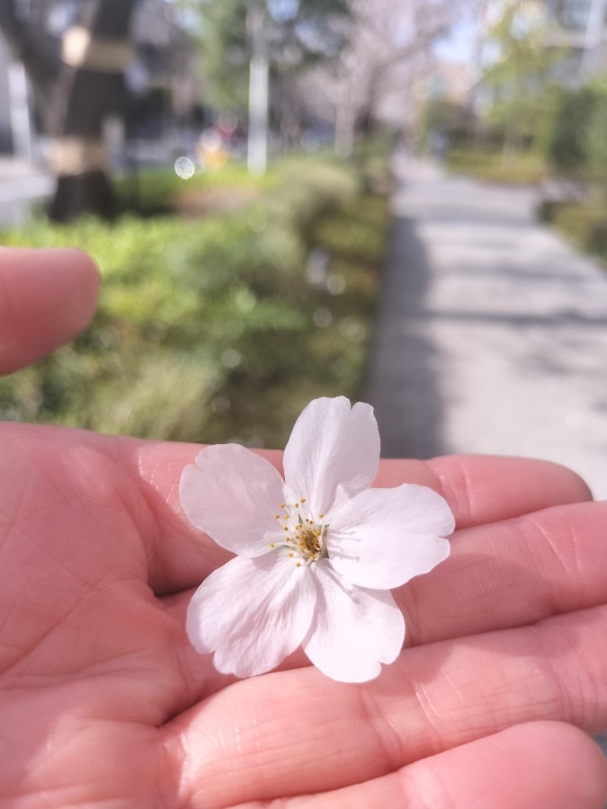 桜満開🌸