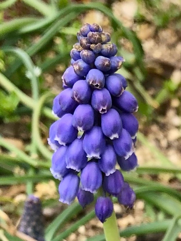 春の球根植物ムスカリの花