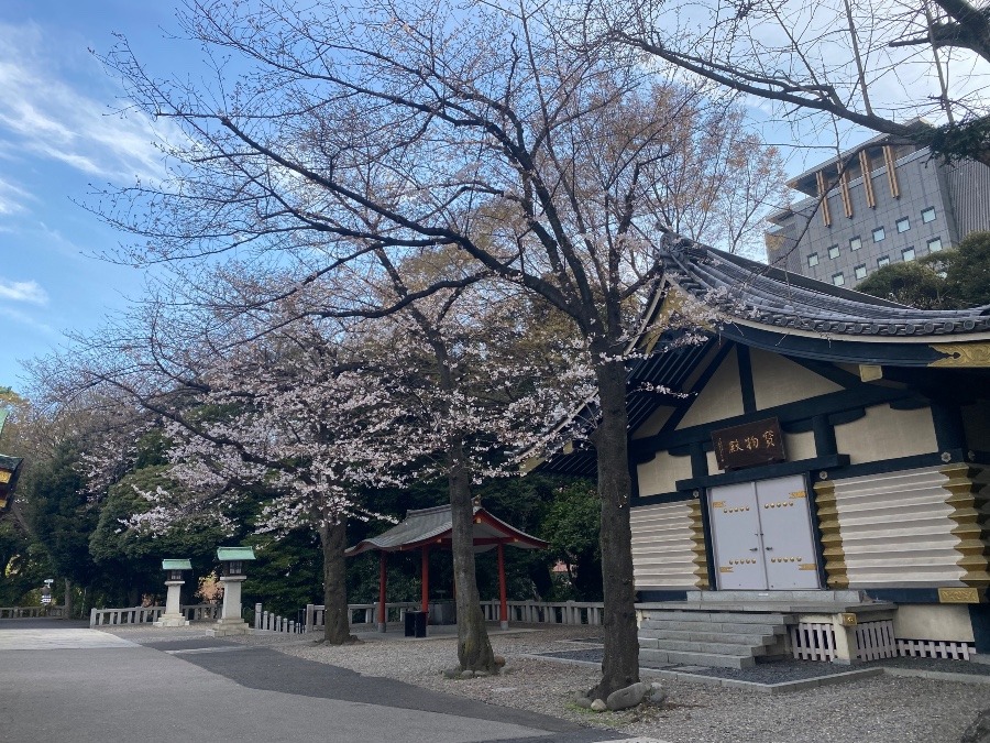 日枝神社の桜