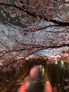 桜の季節🌸🌸