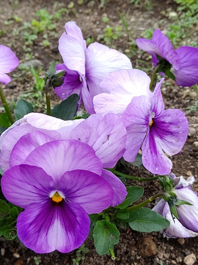 部落の花壇🌼🌸🌻