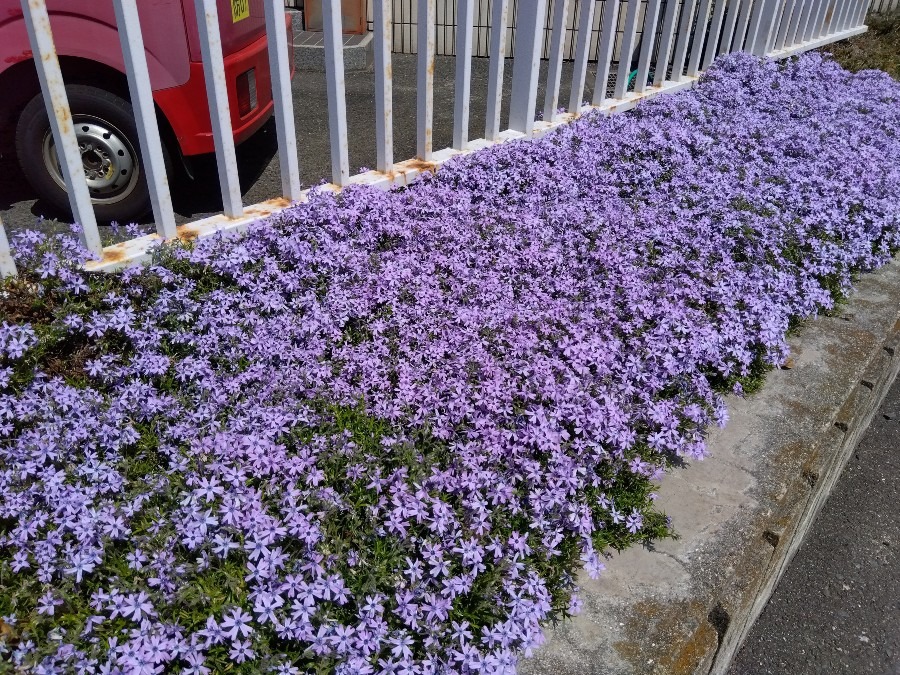 かわいい芝桜②