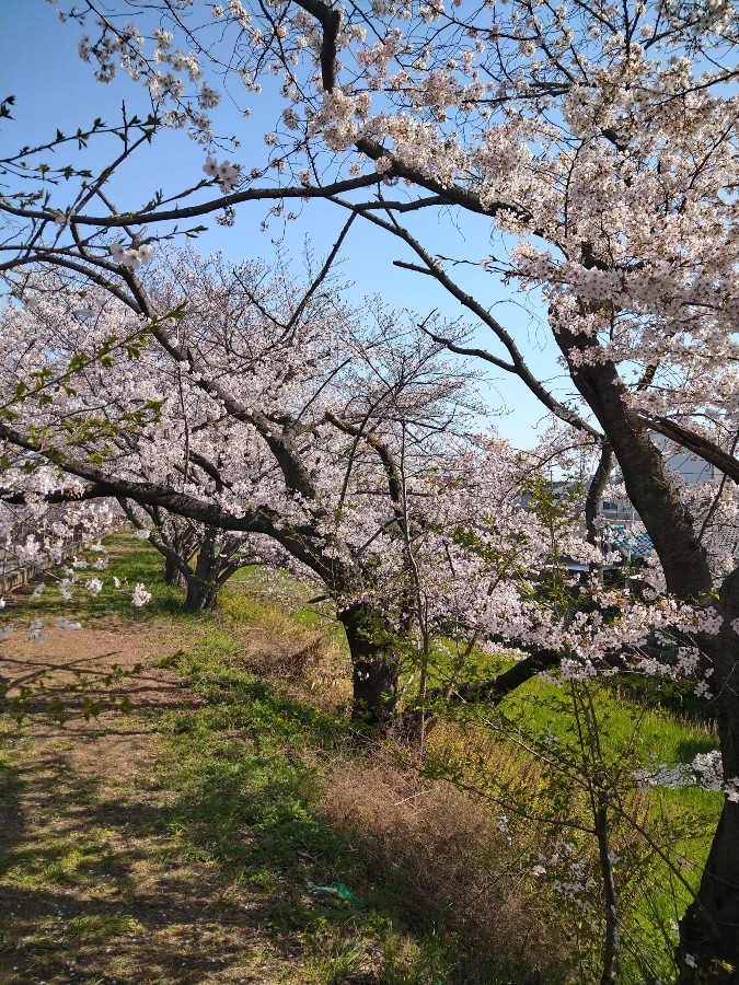 🌸サクラ満開