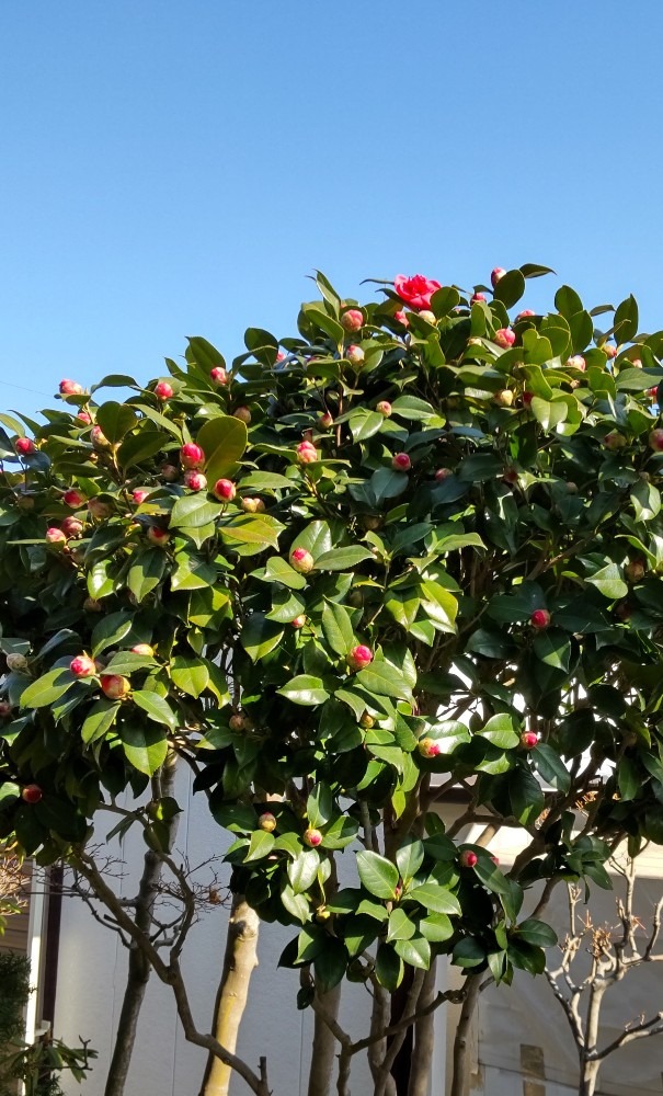 庭の椿も、一気に開花してます。