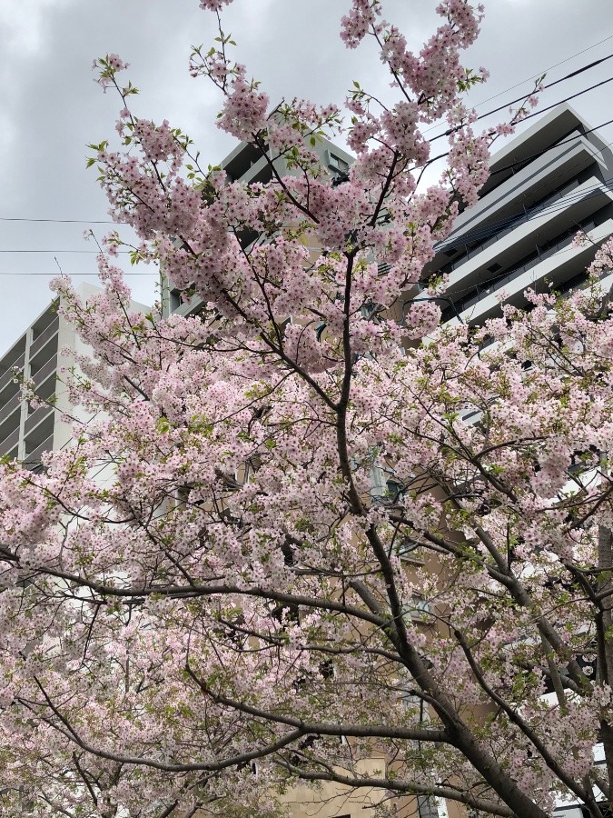 桜