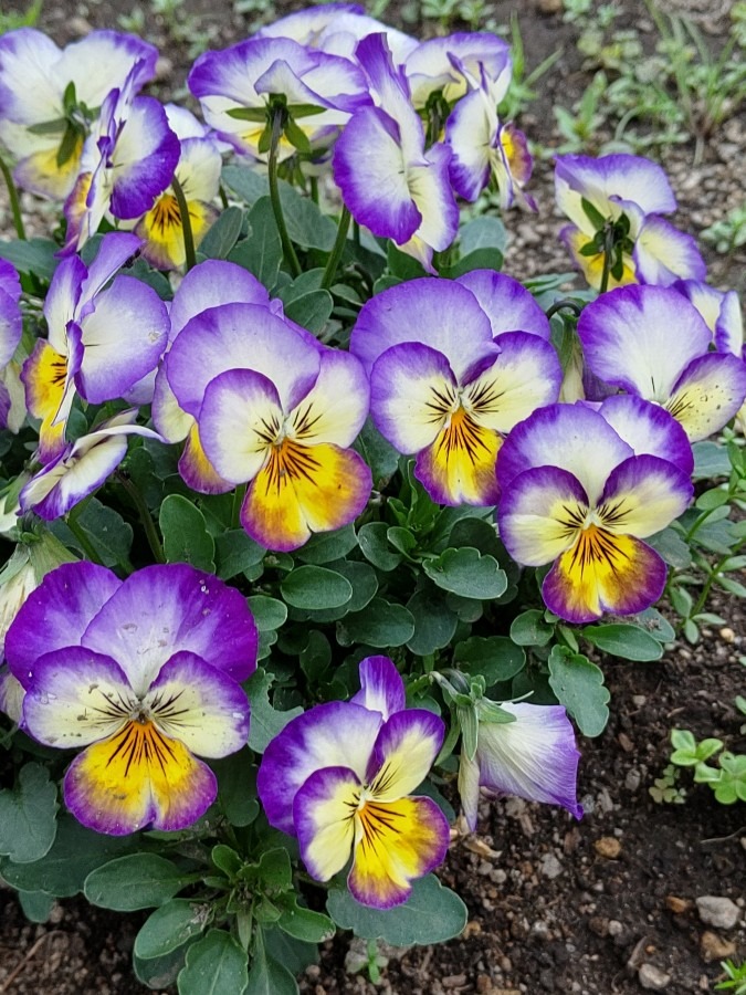 部落の花壇🌼🌸🌻