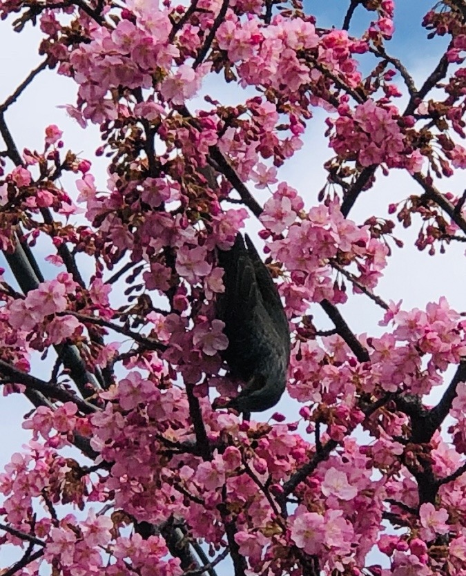 寒緋桜にヒヨドリ