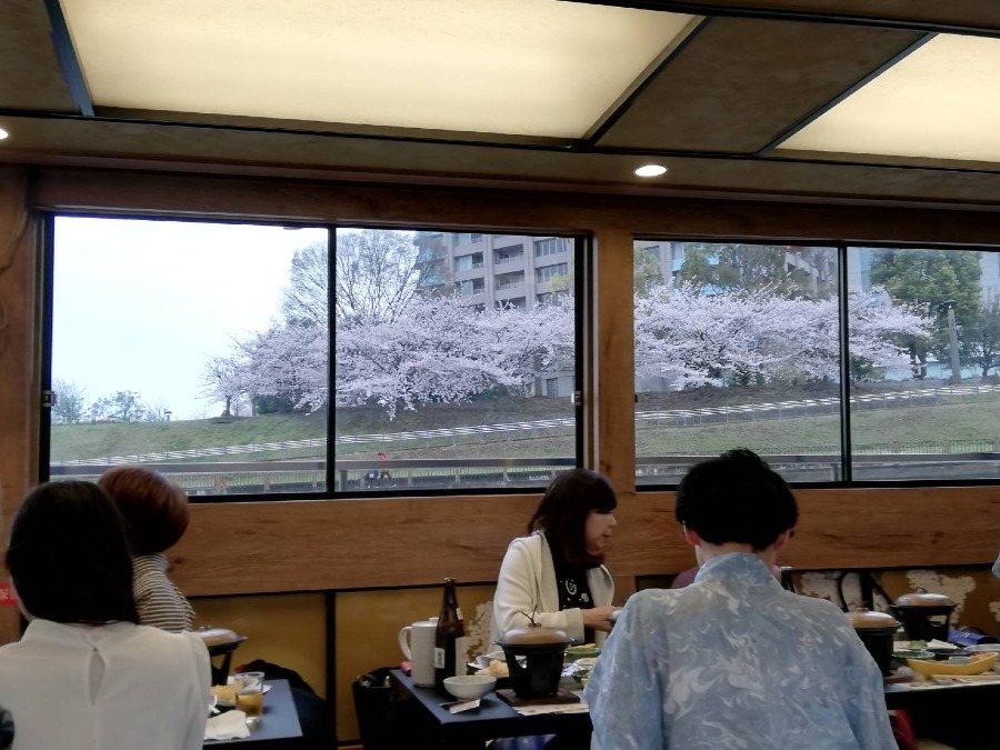 屋形船で桜