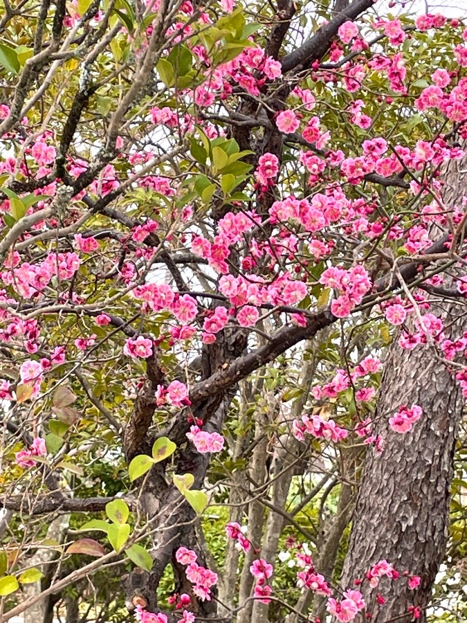 春ですね(´∀｀*)🌸