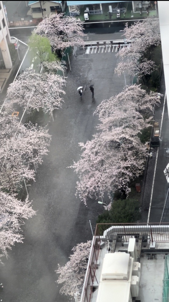 🌸雨の花見🌸