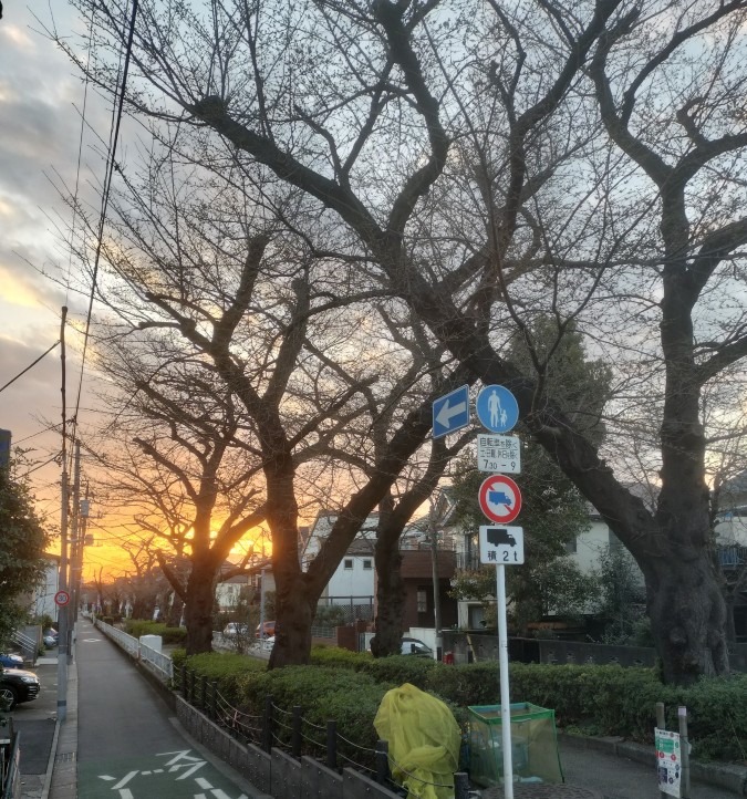 桜🌸の遊歩道今日の氣づき