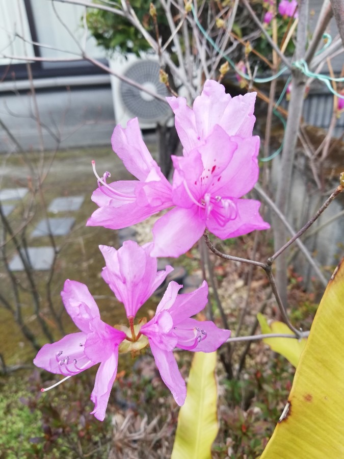 きれいな花🌼