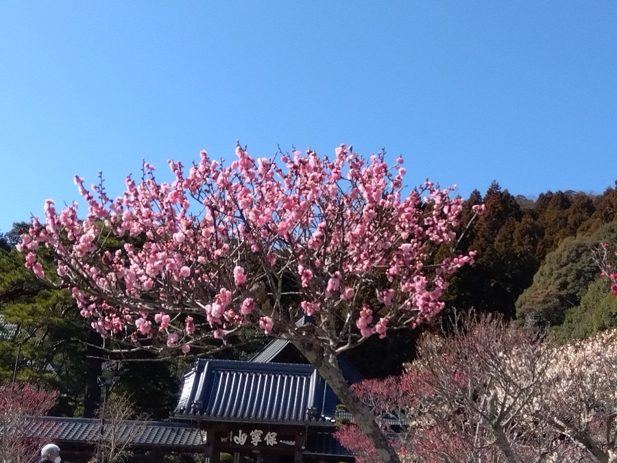 瑠璃光寺山門には　満開の梅の花