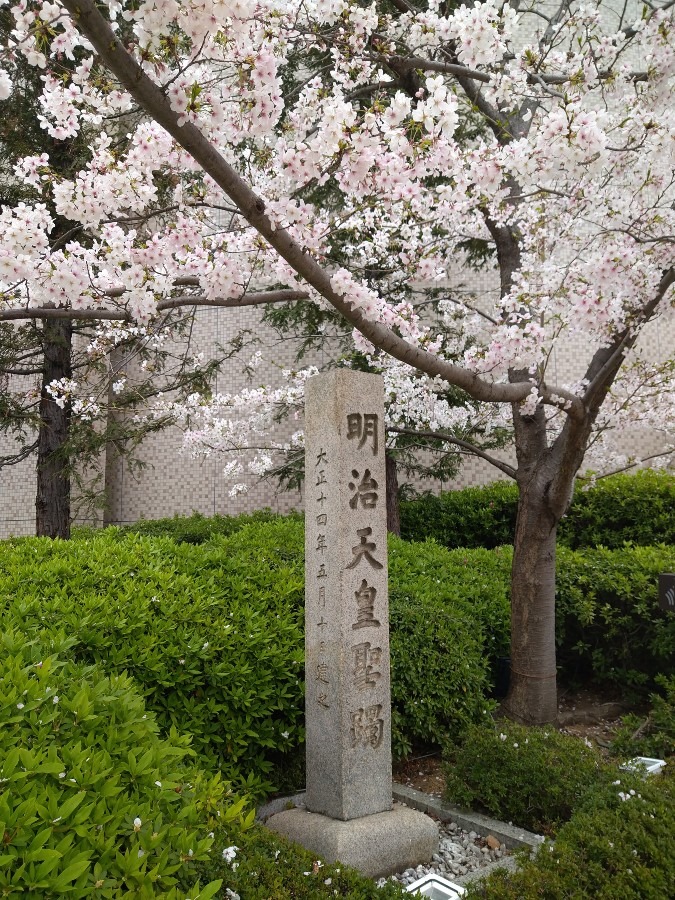 桜🌸満開