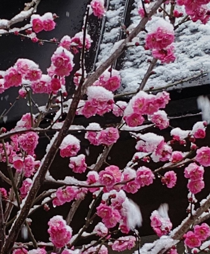 紅梅に雪🌺