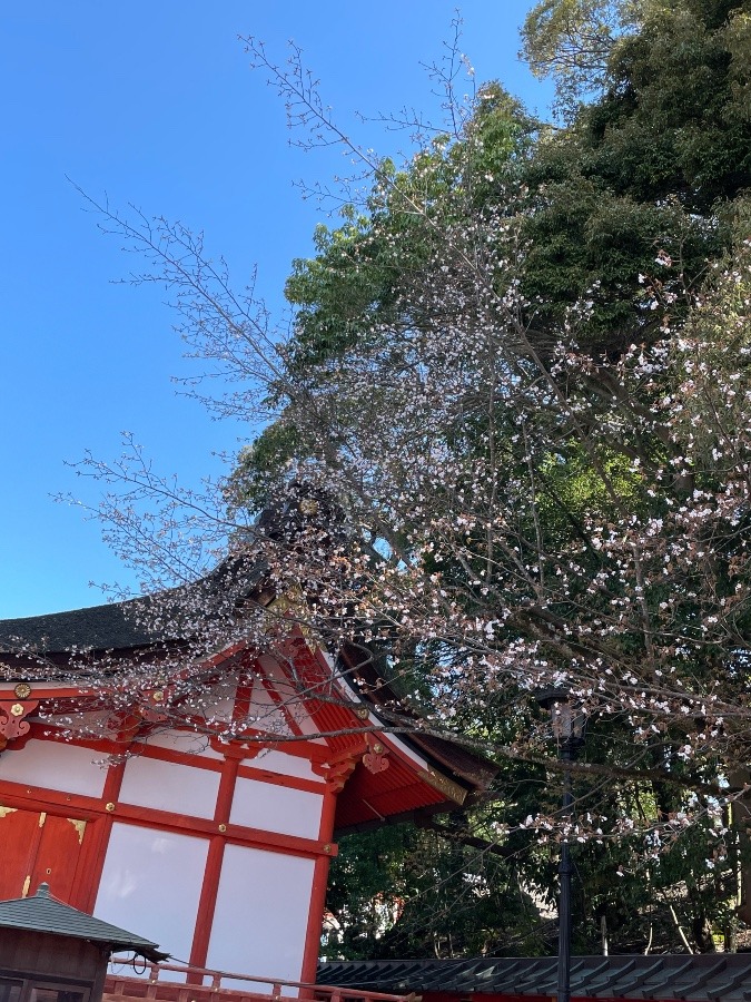 伏見稲荷の桜🌸