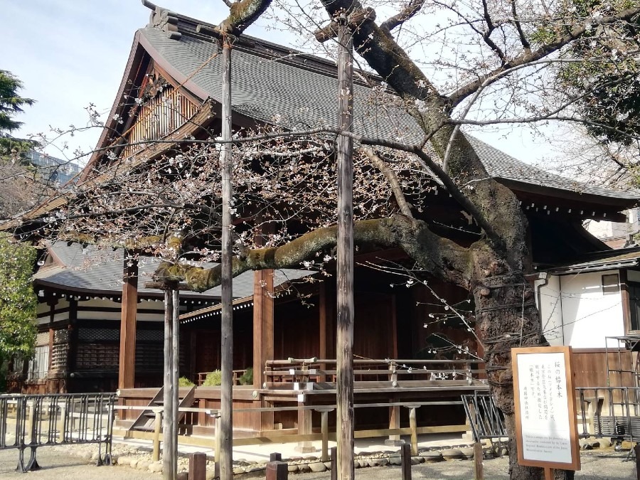 桜の標準木