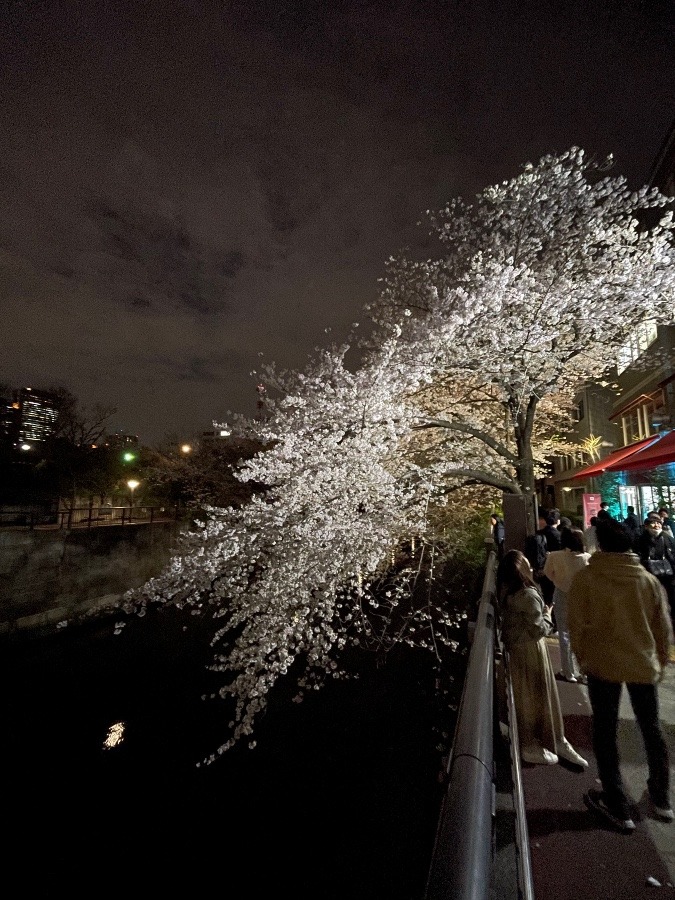 目黒川の桜