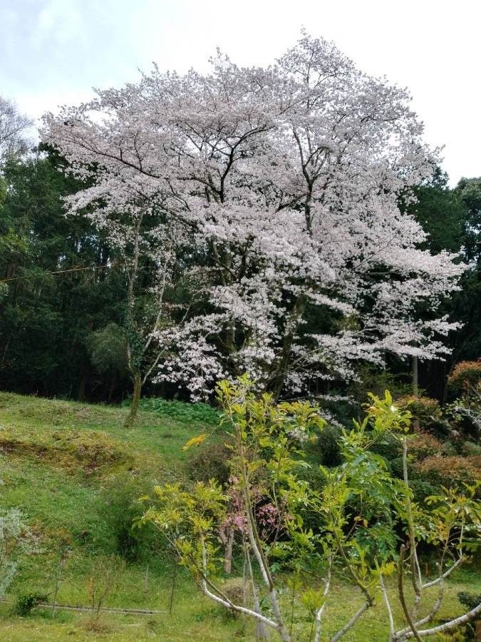 友人宅の満開の桜