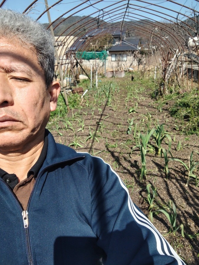 大にんにく畑の雑草処理終了