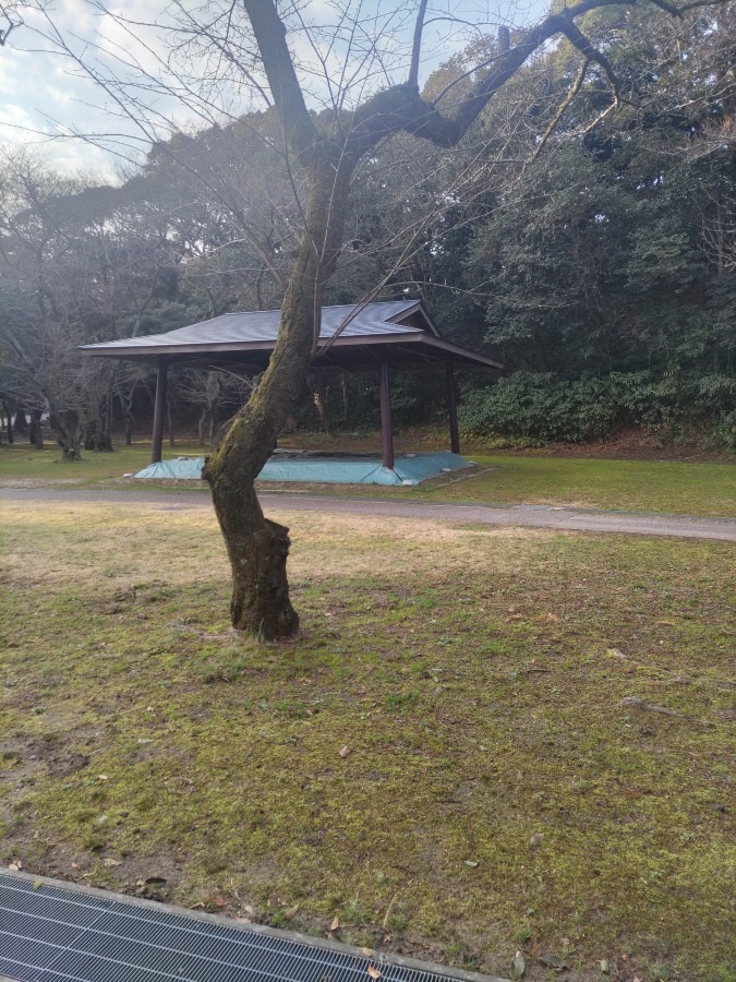 朔日参り　相撲場