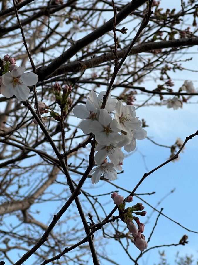 我が家の桜