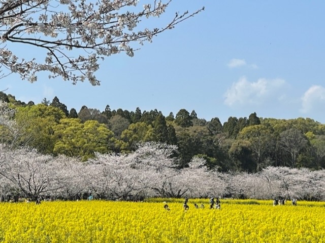 桜と菜の花