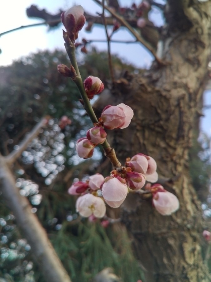 お花です！