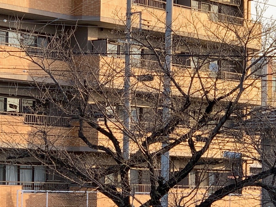 我が家からの桜の木