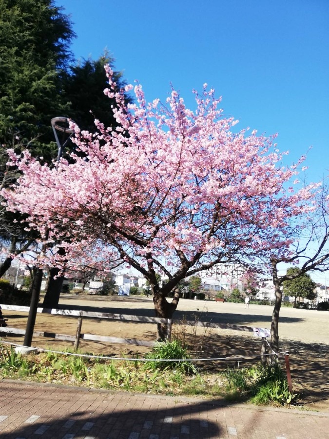 公園の河津桜　