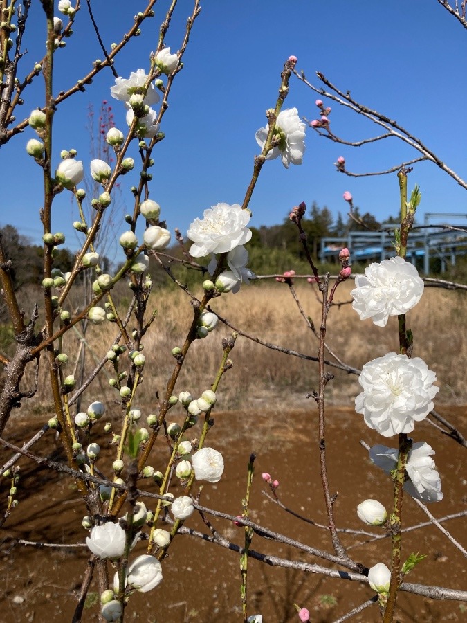 純白の花♪