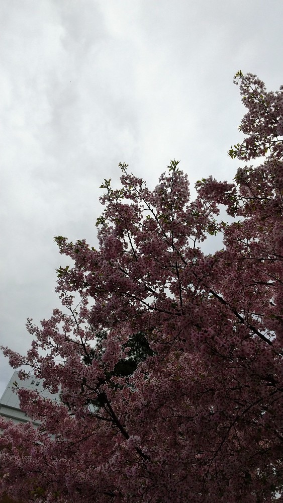 満開の桜はいかが